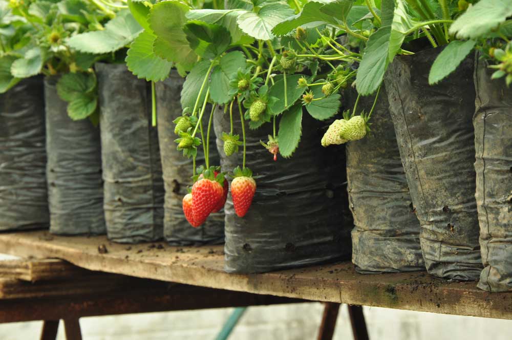 AGRO1